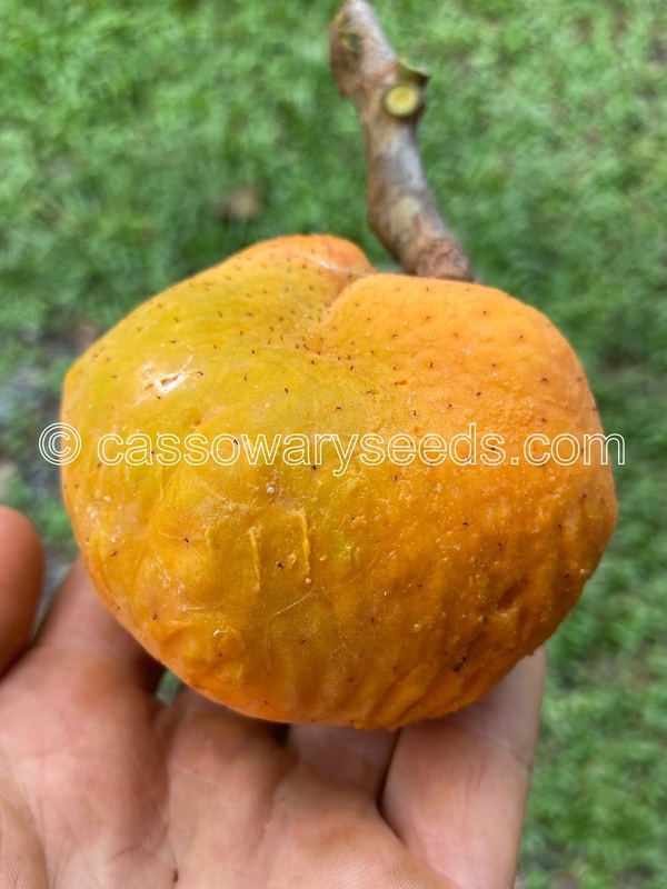 10 Artocarpus lacucha seeds, Lacucha