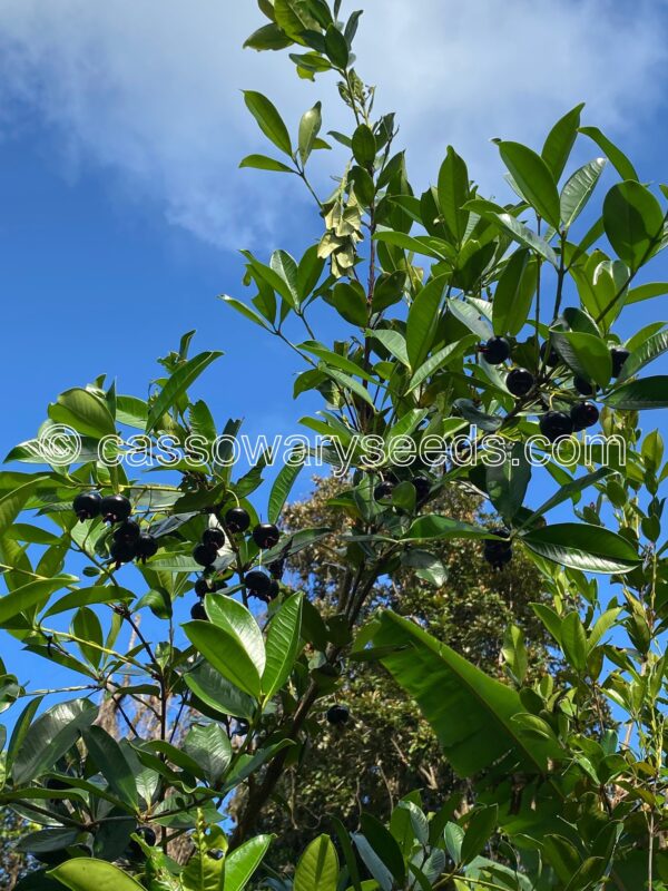 10 Eugenia brasiliensis seeds, Purple Grumichama