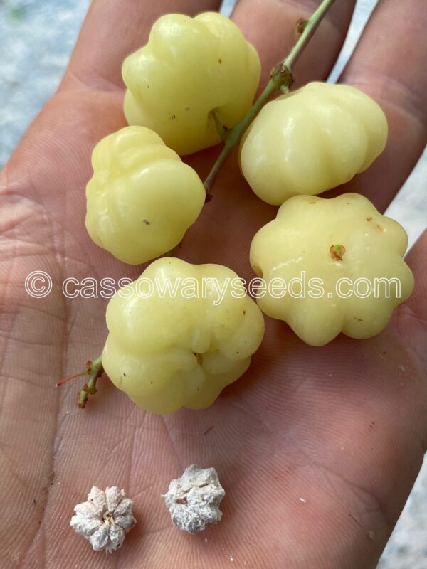 Phyllanthus acidus, Star gooseberry, 5 seeds