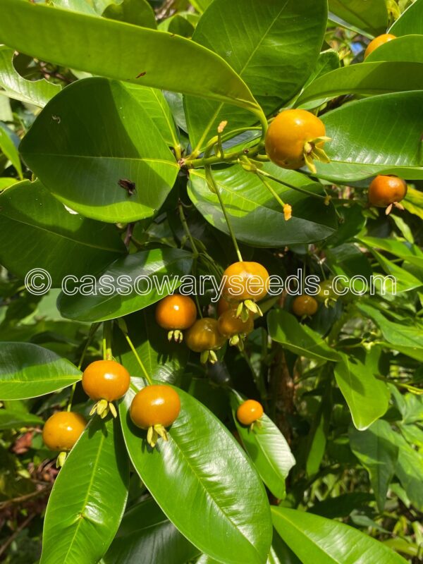 10 Eugenia brasiliensis var leucocarpus seeds, Yellow Grumichama