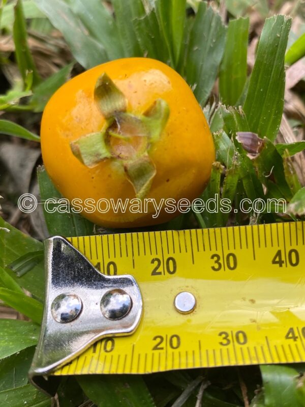 10 Eugenia brasiliensis var leucocarpus seeds, Yellow Grumichama - Image 3