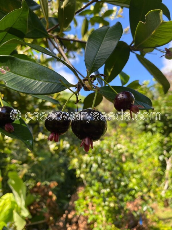 10 Eugenia brasiliensis seeds, Purple Grumichama - Image 2