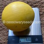 Pouteria caimito, Gigant Abiu, 3 seeds