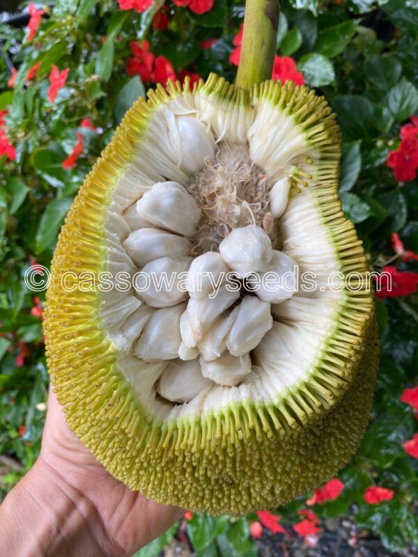 10 Artocarpus odoratissimus seeds, Marang, Terap