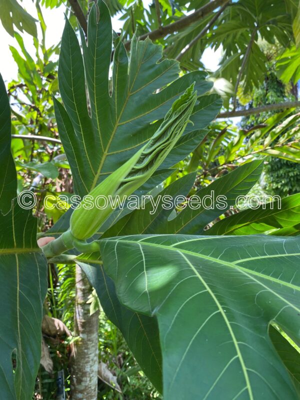 5 Artocarpus camansi Germinated Seeds, Breadnut - Image 4