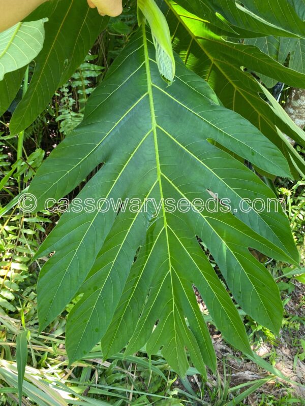 5 Artocarpus camansi Germinated Seeds, Breadnut