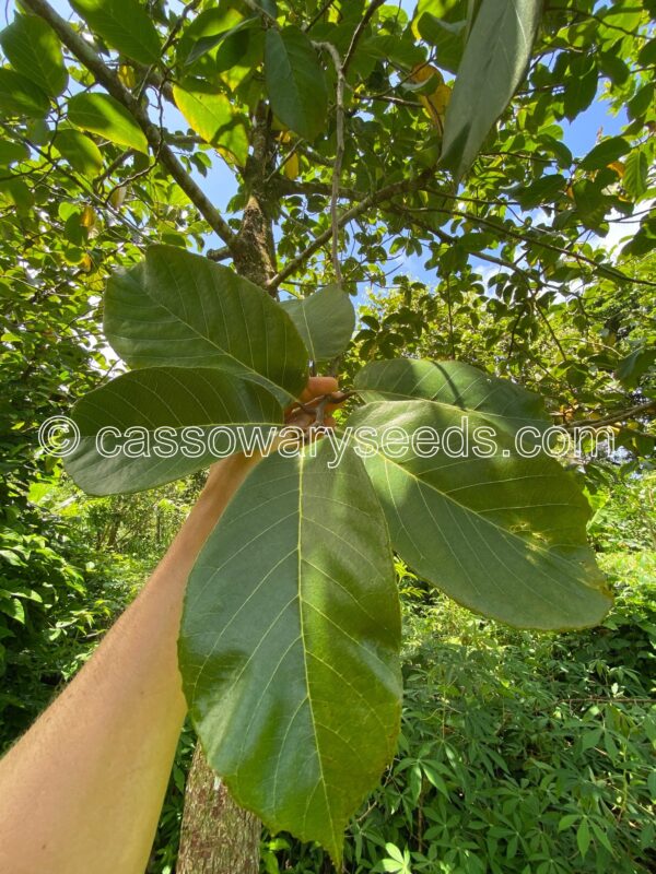 10 Artocarpus lacucha seeds, Lacucha - Image 3