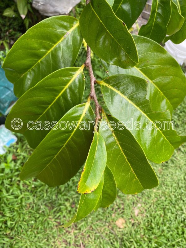 10 Annona montana seeds, Mountain soursop - Image 3