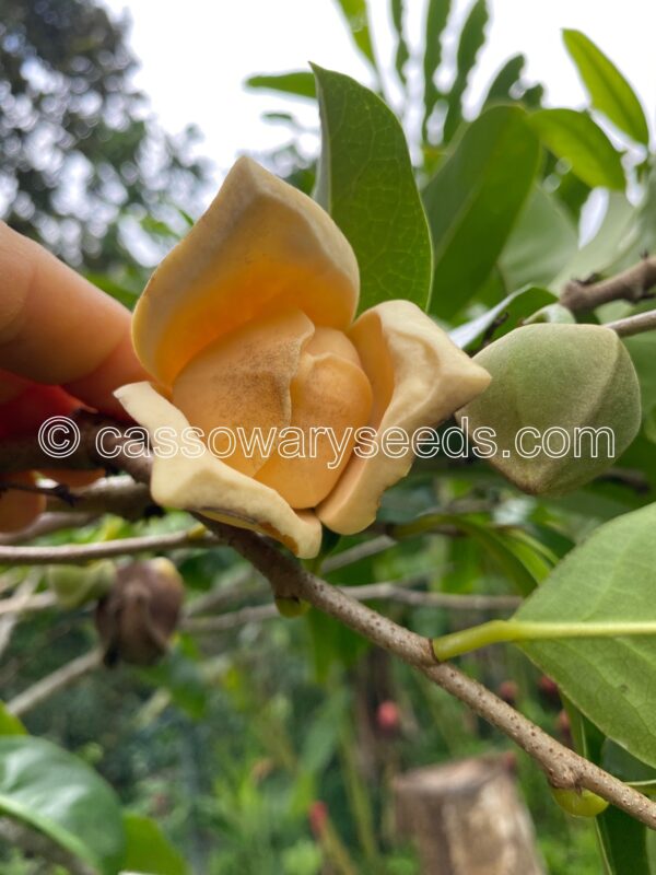 10 Annona montana seeds, Mountain soursop - Image 4