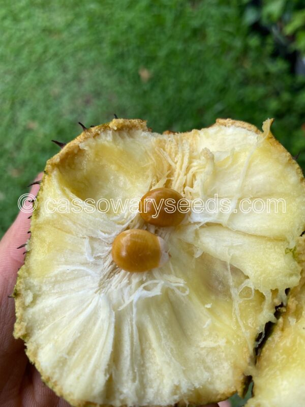 10 Annona montana seeds, Mountain soursop