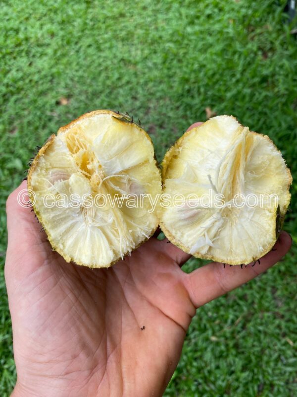 10 Annona montana seeds, Mountain soursop - Image 5