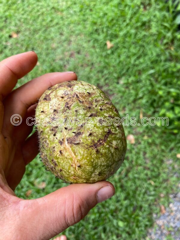 10 Annona montana seeds, Mountain soursop - Image 6