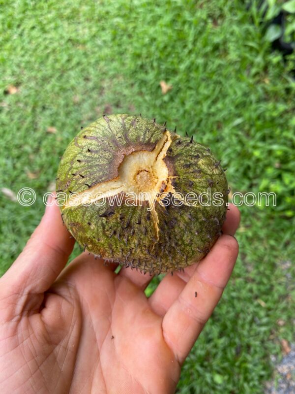 10 Annona montana seeds, Mountain soursop - Image 7