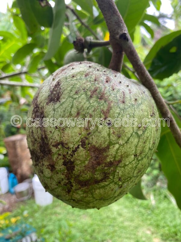 10 Annona montana seeds, Mountain soursop - Image 8