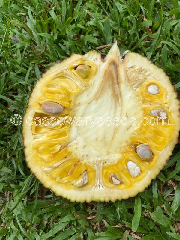 5 Artocarpus heterophyllus seeds, Jackfruit, “Nangka mini” - Image 4