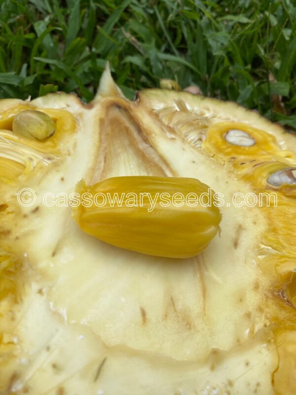 5 Artocarpus heterophyllus seeds, Jackfruit, “Nangka mini” - Image 3