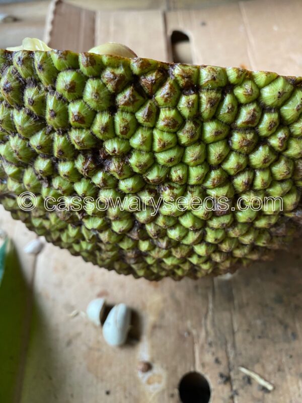 5 Artocarpus heterophyllus seeds, Jackfruit, “Nangka mini” - Image 2