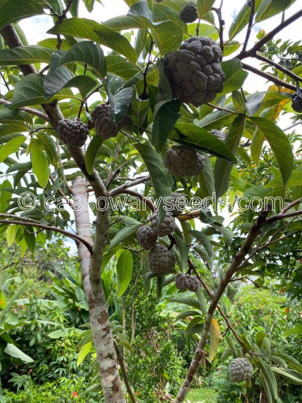 10 Annona squamosa seeds, Purple sugar apple