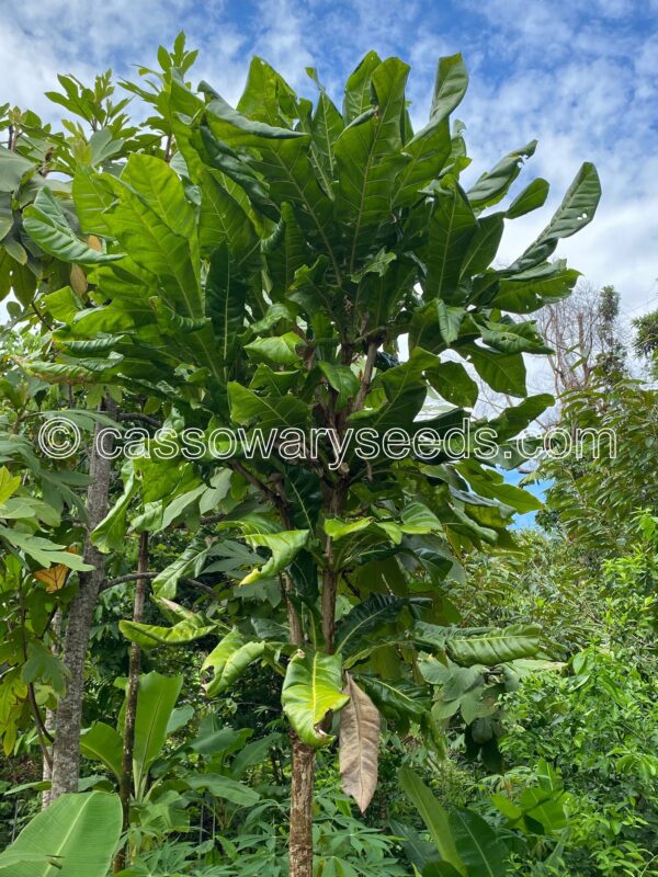 3 Barringtonia edulis seeds, Cut nut - Image 2