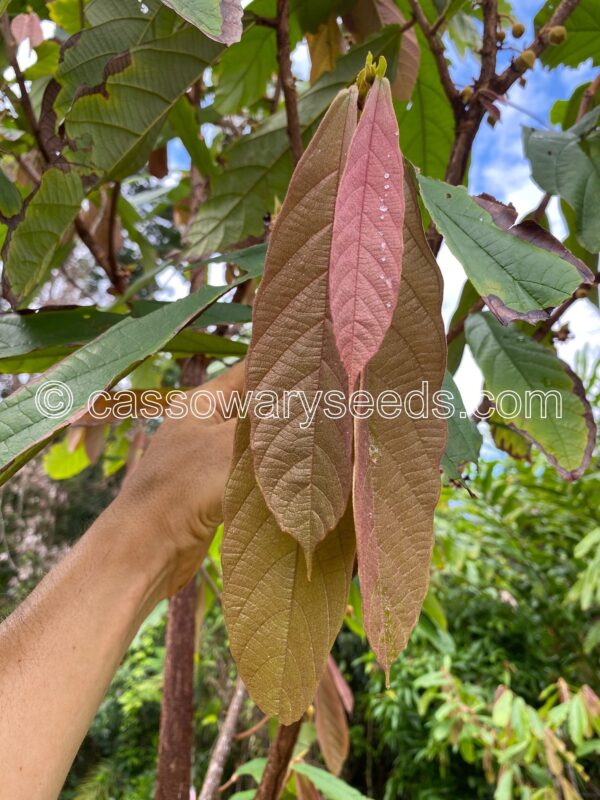 5 Theobroma grandiflorum seeds, Cupuassu - Image 2