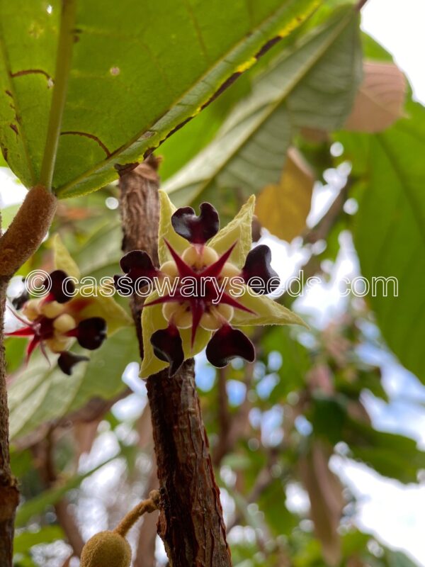 5 Theobroma grandiflorum seeds, Cupuassu