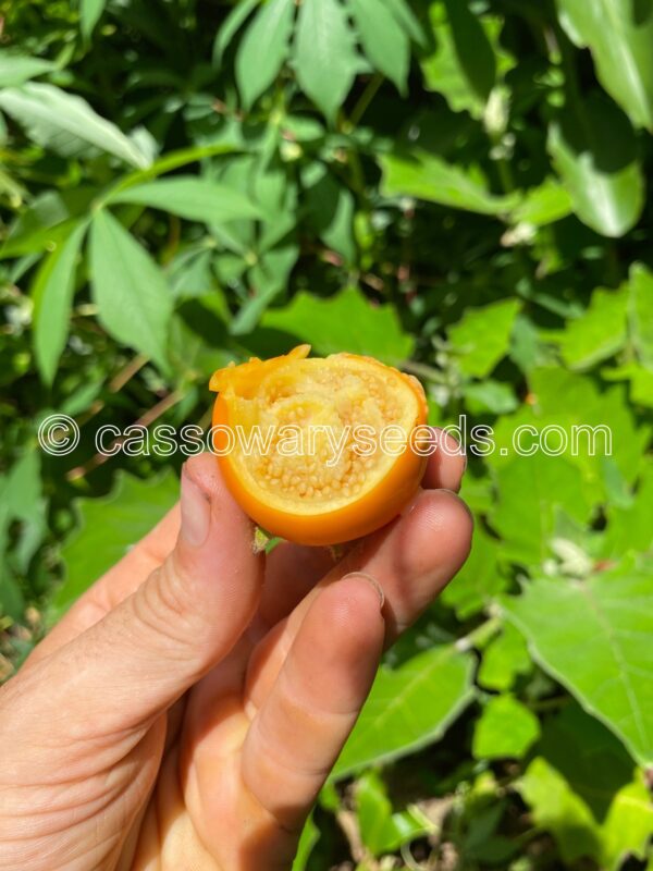 Solanum ferox, Wild Naranjilla, 25 seeds - Image 2