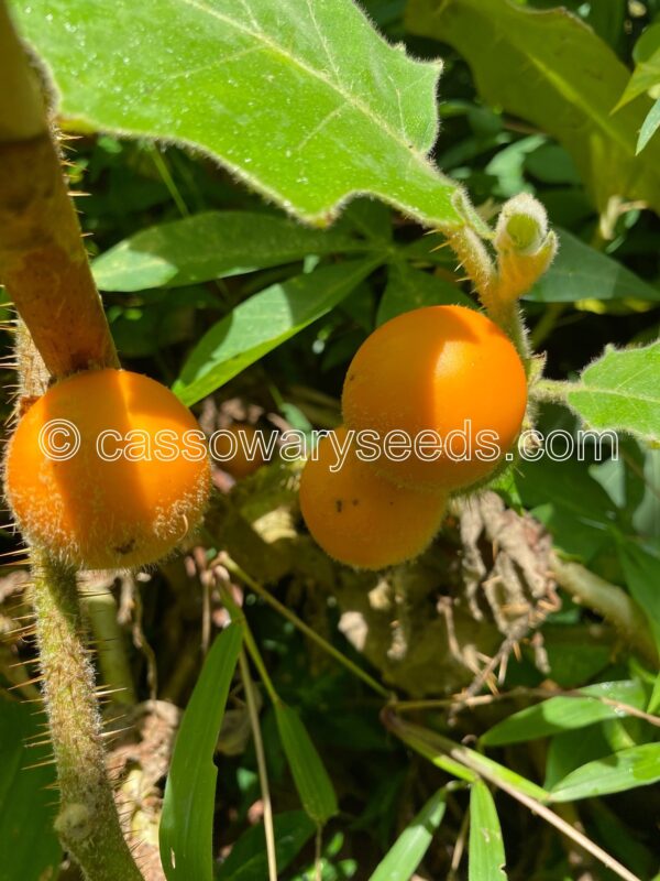 Solanum ferox, Wild Naranjilla, 25 seeds