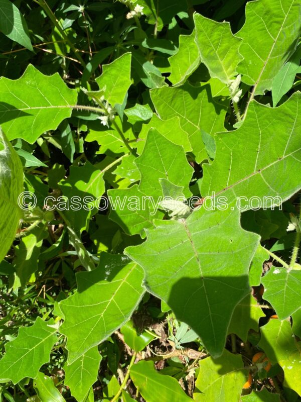 Solanum ferox, Wild Naranjilla, 25 seeds - Image 3