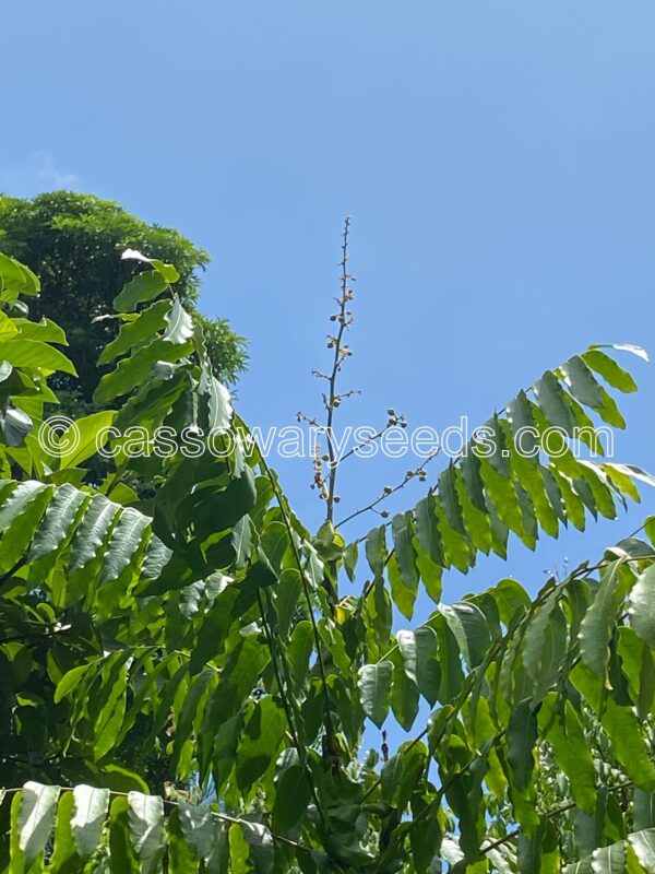 Lepisanthes amoena, Kayu Mata Hari, 5 seeds