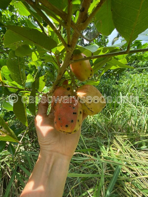 5 Sapida bligh seeds, Ackee