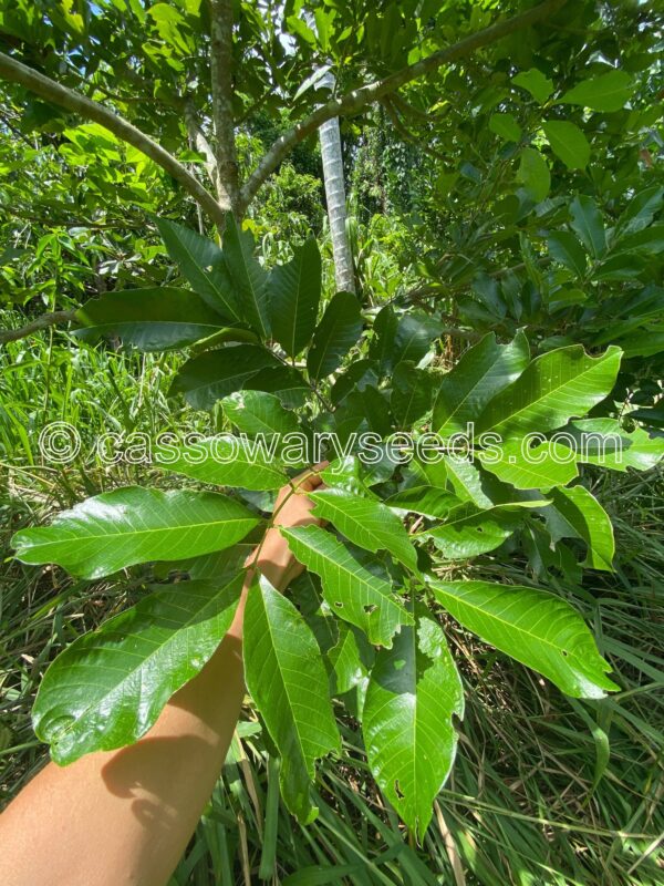 5 Sapida bligh seeds, Ackee - Image 2