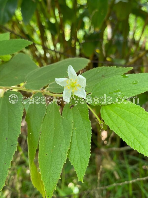 Muntingia calabura, Panama berry, 25 seeds - Image 2