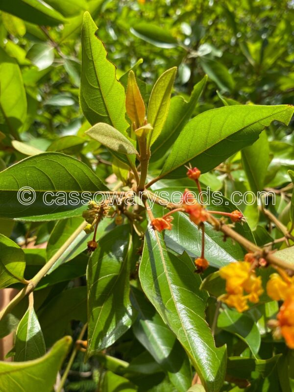 Byrsonima crassifolia, Nance, 5 seeds - Image 3