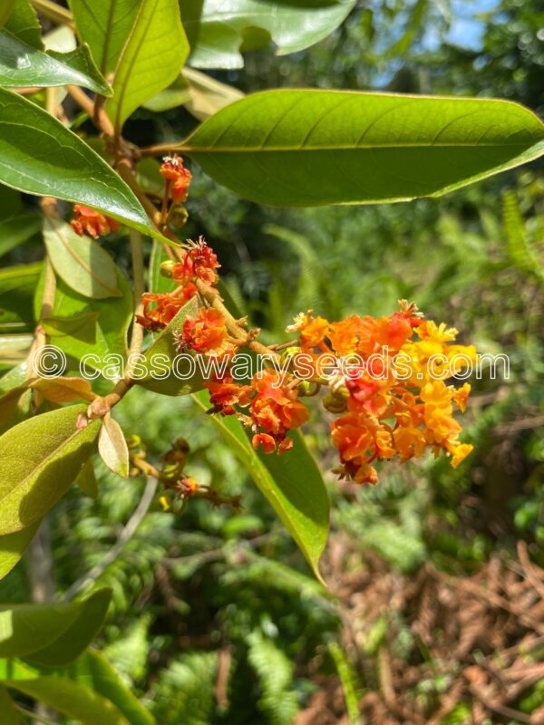 Byrsonima crassifolia, Nance, 5 seeds