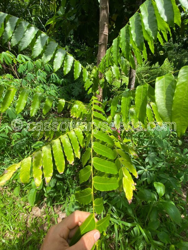 Lepisanthes amoena, Kayu Mata Hari, 5 seeds - Image 2