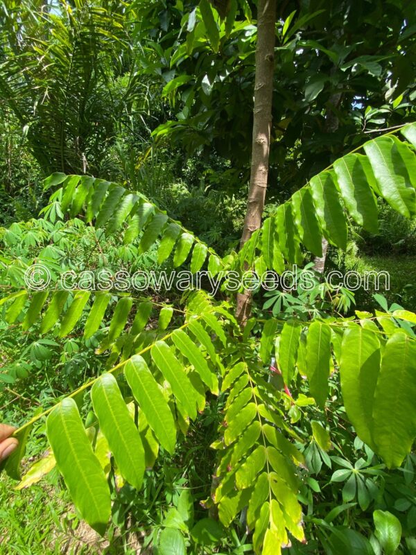 Lepisanthes amoena, Kayu Mata Hari, 5 seeds - Image 3