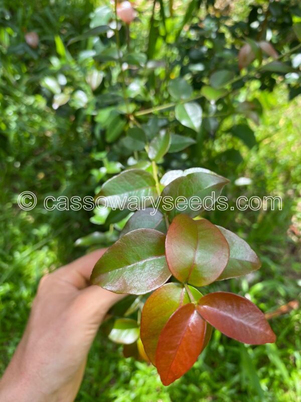 Eugenia uniflora, Suriname cherry, 10 seeds