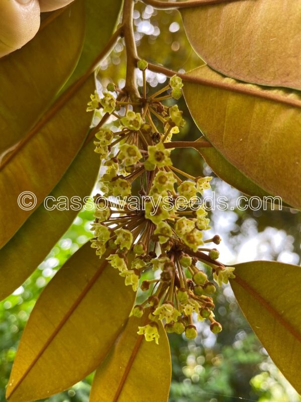 Chrysophyllum cainito, Star apple, Purple, Green, Pink, White, 5 seeds