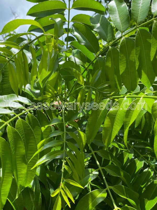 Spondias dulcis, Ambarella, 5 seeds - Image 2