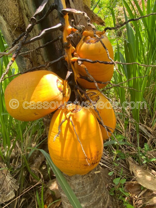 Cocos nucifera, Malay dwarf gold, 1 seed