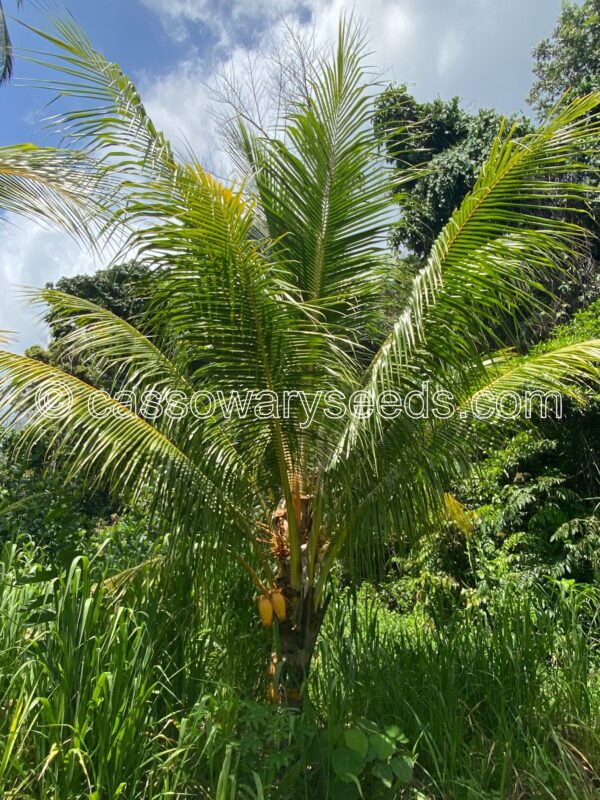 Cocos nucifera, Malay dwarf gold, 1 seed - Image 2