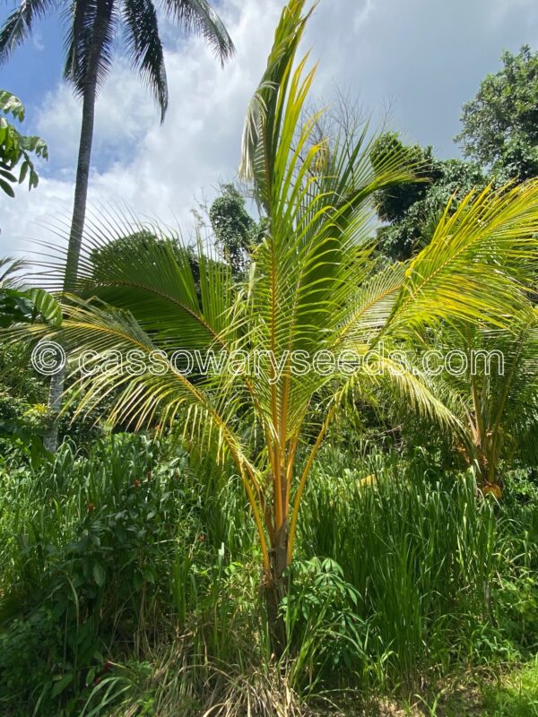 Cocos nucifera, Malay dwarf gold, 1 seed - Image 3