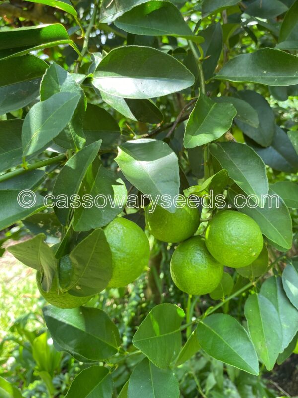 Citrus aurantifolia, Key lime, West indian lime, 10 seeds