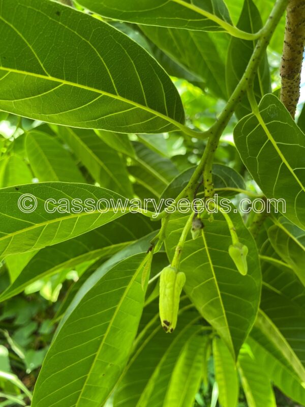 Annona reticulata, Bullock's Heart, 10 seeds