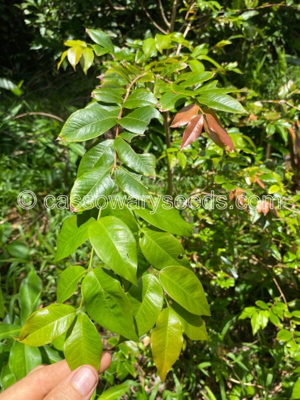 Plinia cauliflora x aureana, Red dwarf hybrid Jaboticaba, 5 seeds