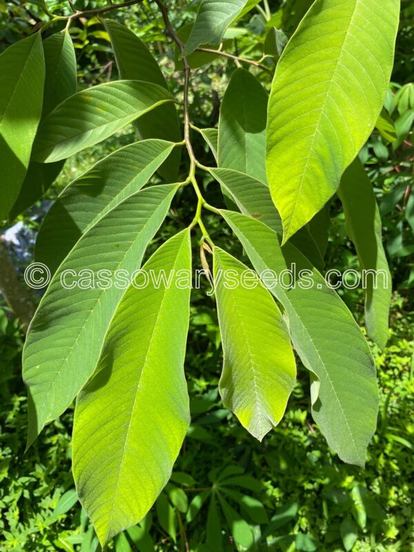 Annona sprageii, Chirimoya, 10 seeds