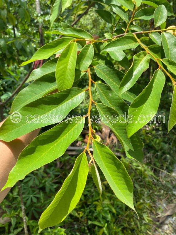 Annona sericea, Atoukou, 10 seeds - Image 2