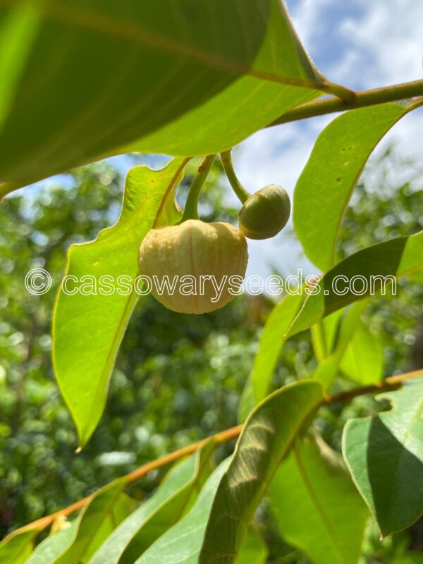 Annona sericea, Atoukou, 10 seeds