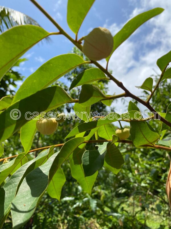 Annona sericea, Atoukou, 10 seeds - Image 3