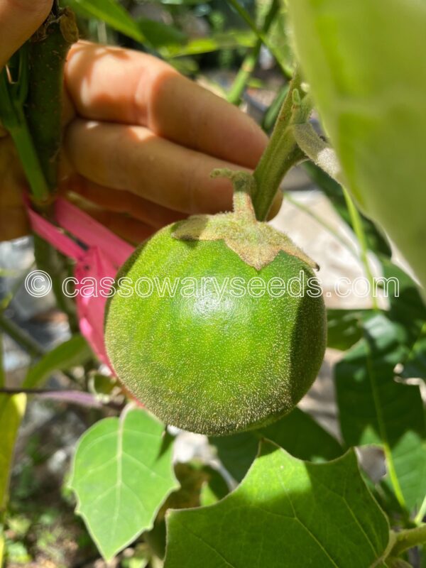 Solanum lasiocarpum, Terung Asam, Borneo eggplant, 15 seeds - Image 5